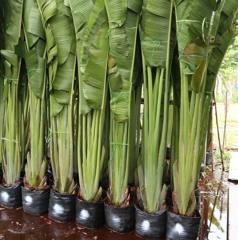 Ravenala madagascariensis same as banana plants but without any fruiting we can ship to dubai maldives  Ravenala madagascariensisTraveller's Tree 