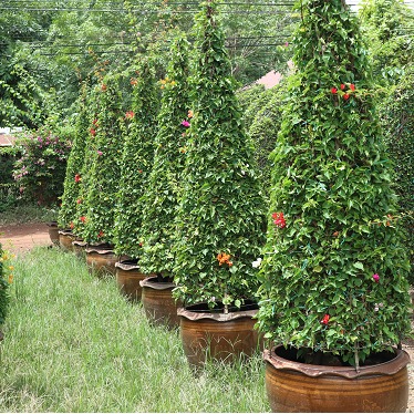 bougainvillea Pyramid shape 