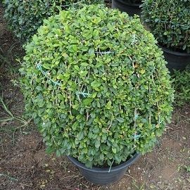 Fukien tree nusery from thailand exporter Carmona Microphylla