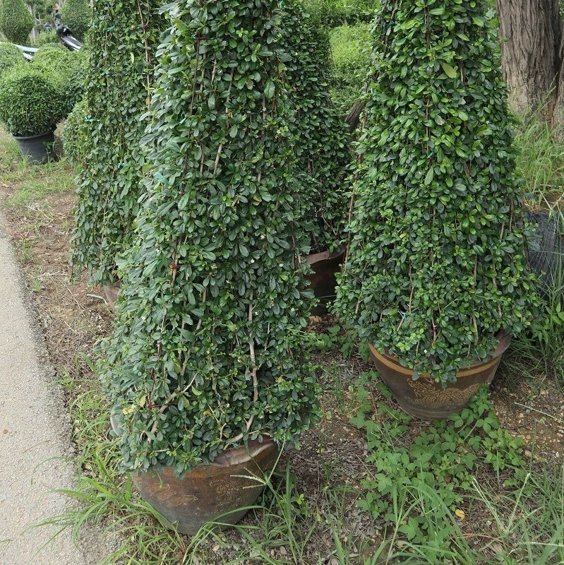 Diamond shape for sale to qatar fukien tea tree Carmona Microphylla in the flowerpot at the palace nearly in Chainat province
