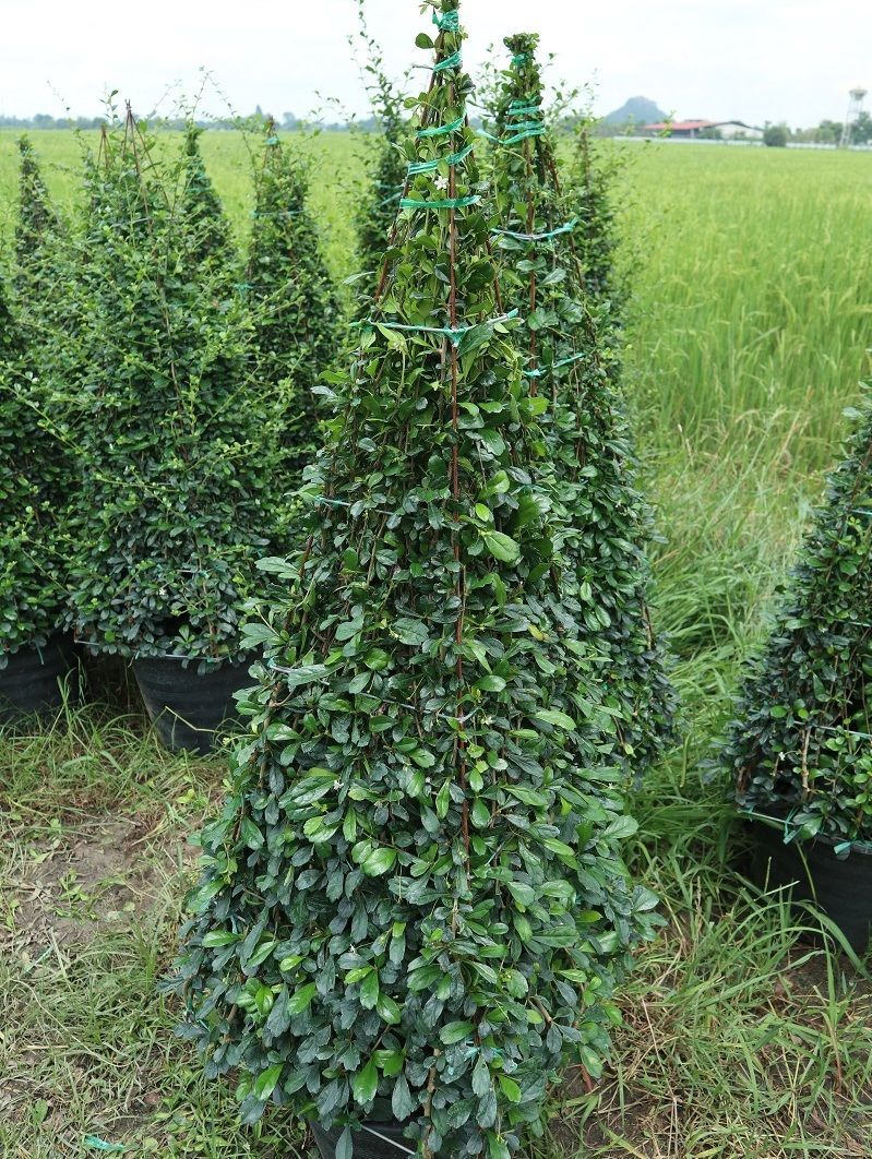 nusery fukian tree thailand exporting to oversea country  Carmona retusa (Vahl.) Masum