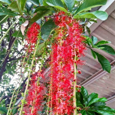 Barringtonia acutangula for decoration home