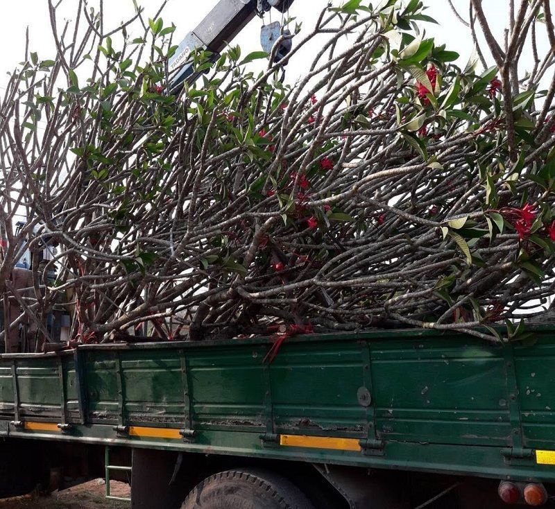 Plumeria Alba singapore white and red color exporting plants 