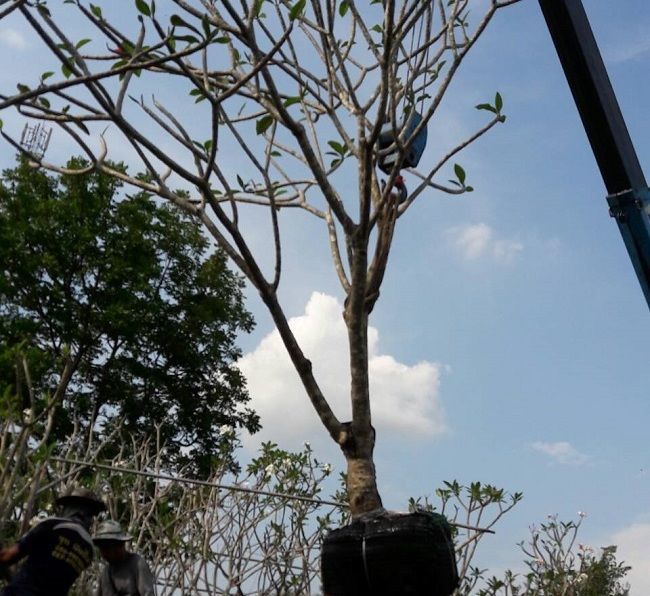 Thai plumeria exporting to singapore projects landscape thailand plumeria nusery 