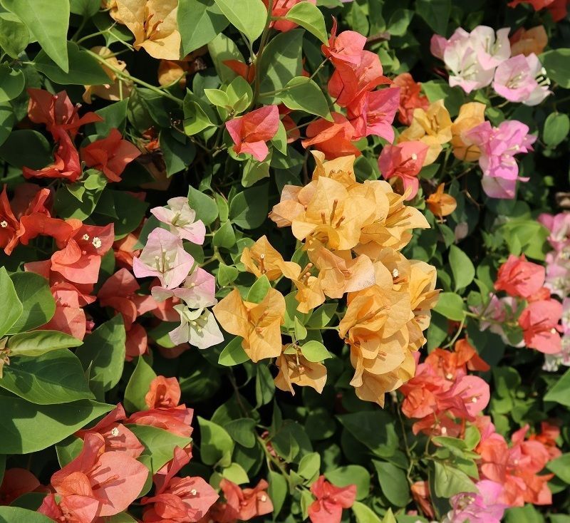 Bougainvilleas thailand colorfull thailand plants nusery 