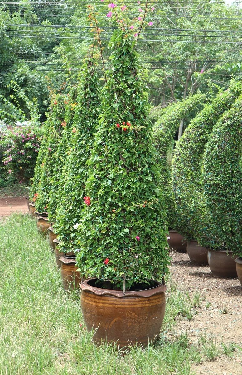 Bougainvillea Pyramid shape for sale to Dubai bahrain qatar jordan We sell Bougainvillea as grafting plant.