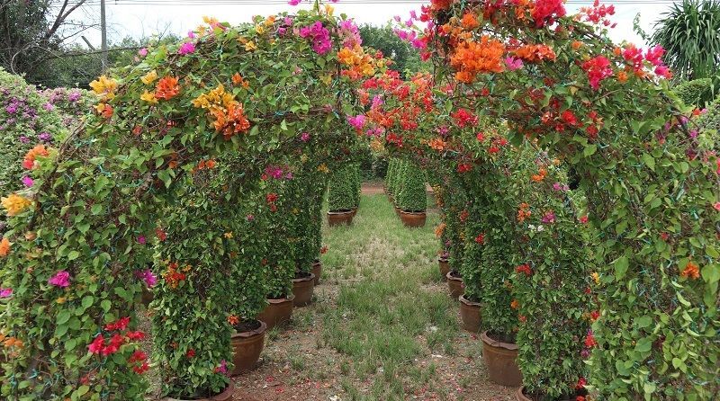 Bougainvilleas colorfull sale to landscape resort in bahrain