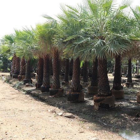 Phoenix dactylifera, commonly known as date or date palm