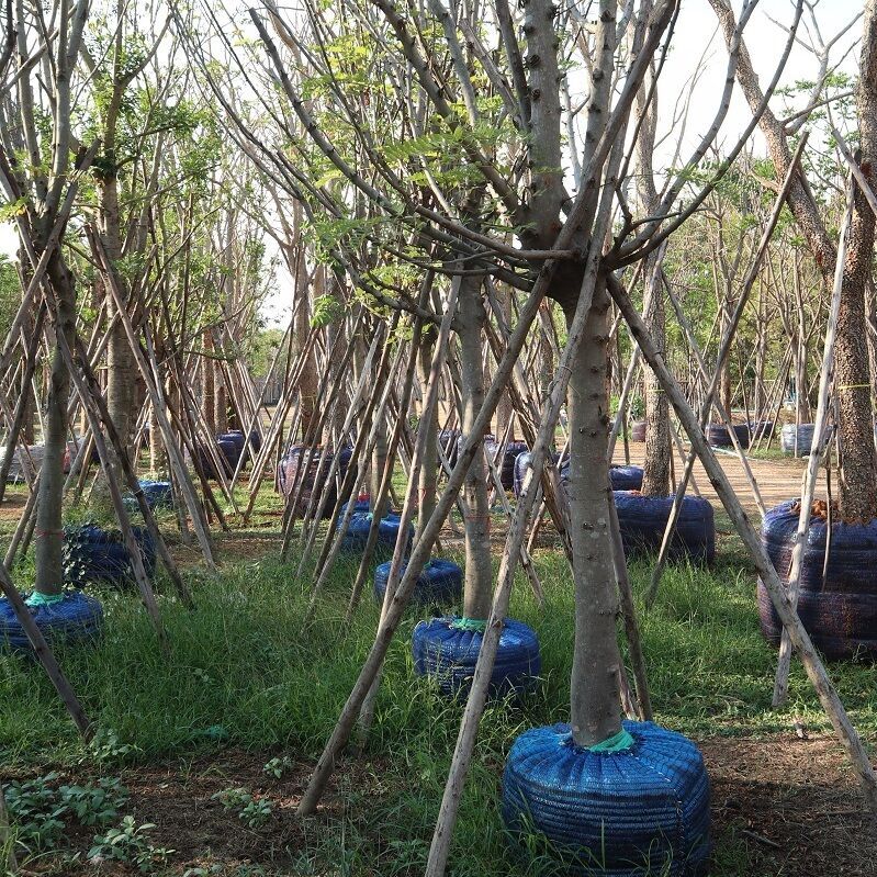 Cassia javinica tree is one of the most popular decorative trees in Thailand due to its massive hanging flower clusters that grow 30-50cm long and up to 7cm wide