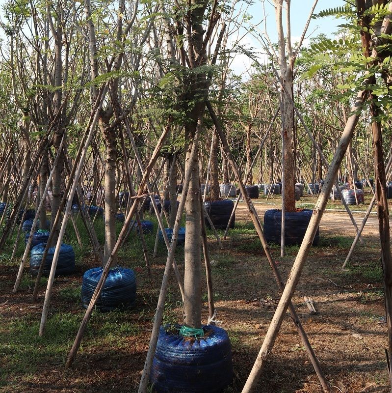 Thailand bare root plants 