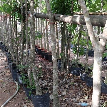 delonix regia tree selling to bahrian landscape