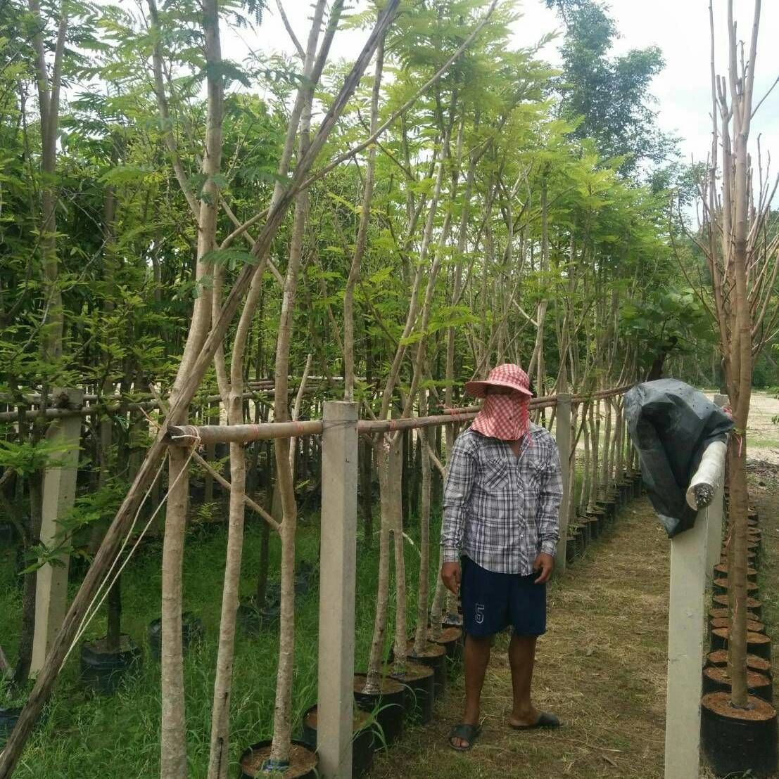 delonix regia nusery thailand to your landscape