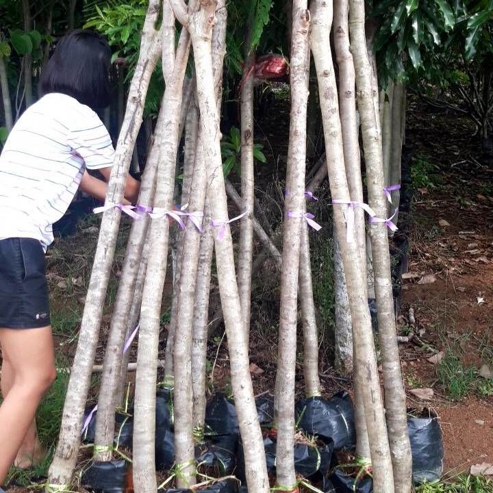 The staff prepare the shipment delonix regia trees to qatar 