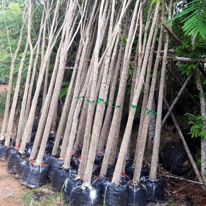 nusery growing the delonix regia ship by refeer container