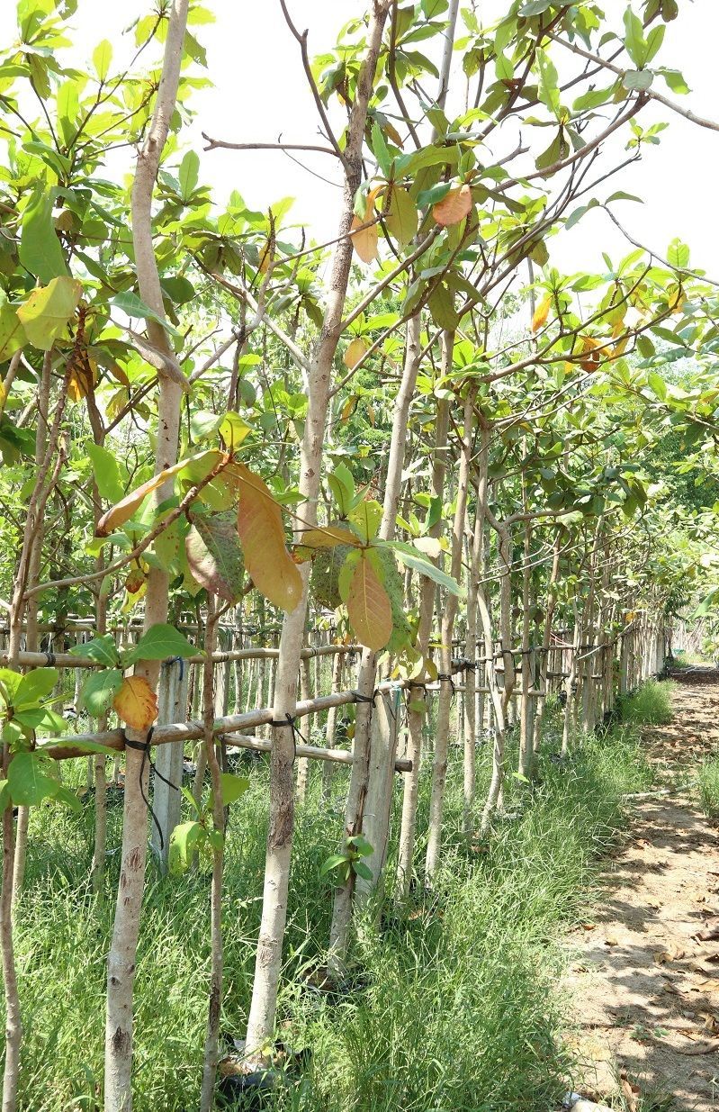 Terminalia catappa nusery indian almond leaf