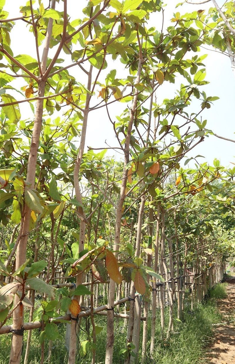 Terminalia catappa indian almond leaf to nusery export terminalia catappa to qatar and bahrian