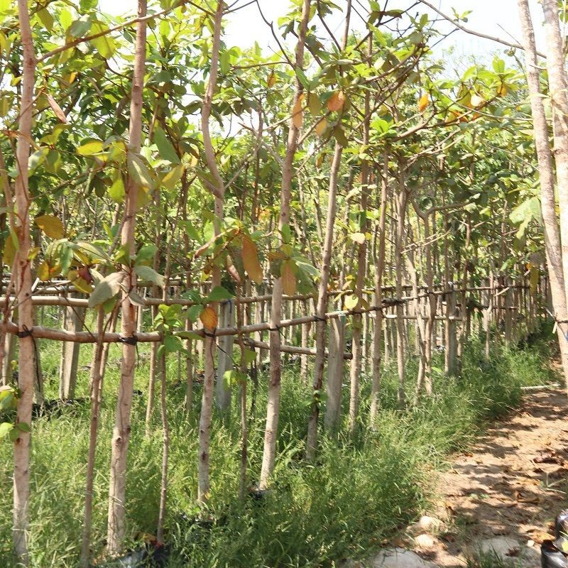 Terminalia Catappa tree almond leaf