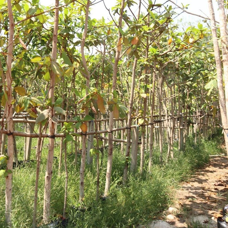 Terminalia Catappa tree almond leaf