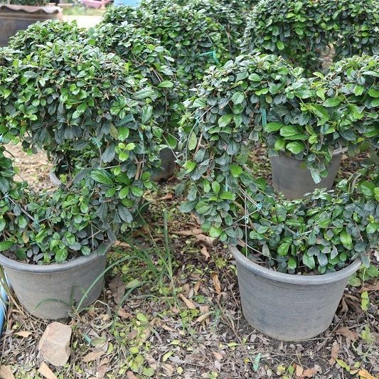  Ehretia microphylla Lamk hart shape supply to nusery in dubai qatar middle east country