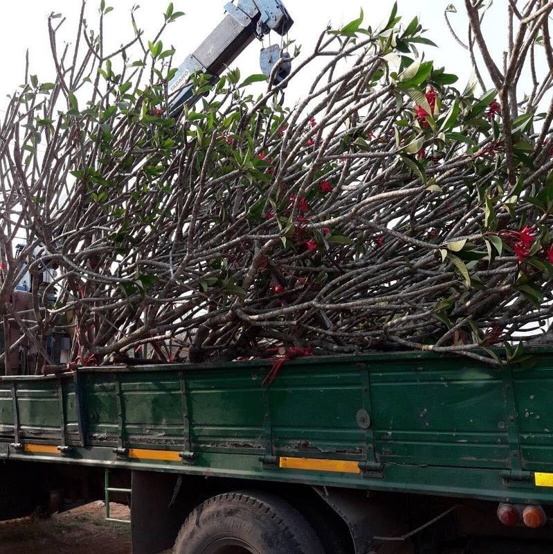 The plumeria tree prepare shipment for export to dubai