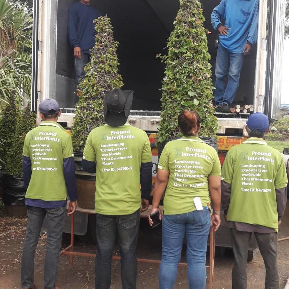 Thailand loading palm tree by our staff and tropical plants