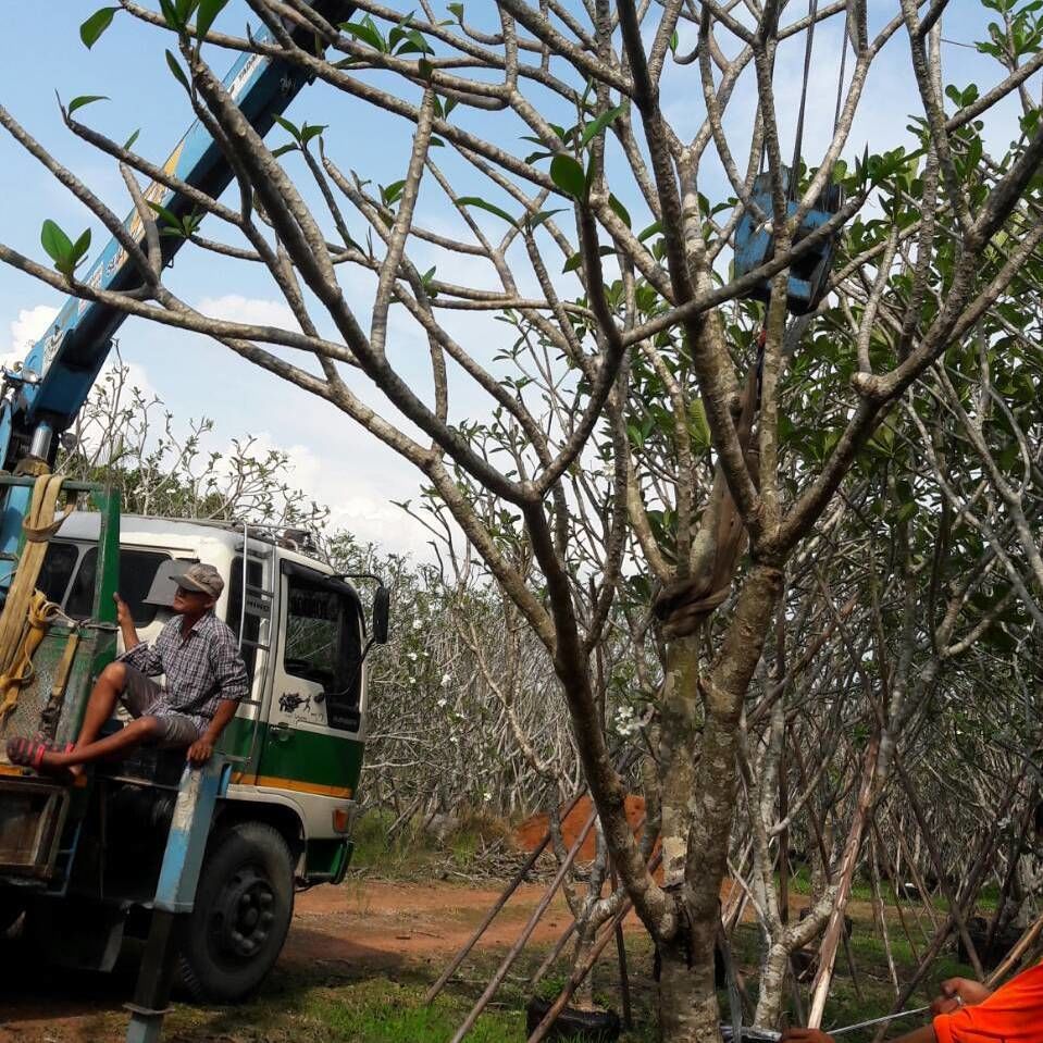 We have loads of frangipani to Dubai every month The plumeria very popular in qatar dubai and bahrain