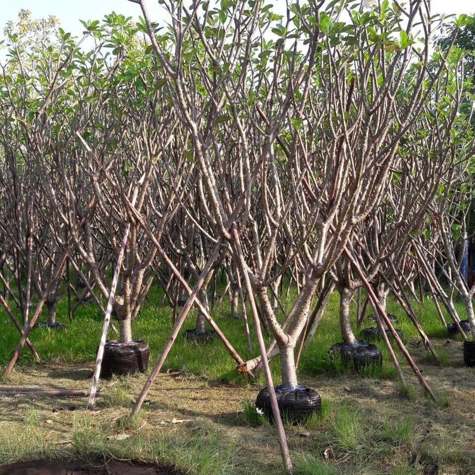 We have loads of frangipani to Dubai every month We grow frangipani with seeds for about 10 years before we can get them