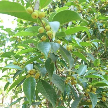 Ficus nitida fruiting tree