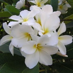 Thai plumeria singapore white ship to bahrian and qatar Plumeria Alba/Rubra (trees) loading by container big tree to kuwait