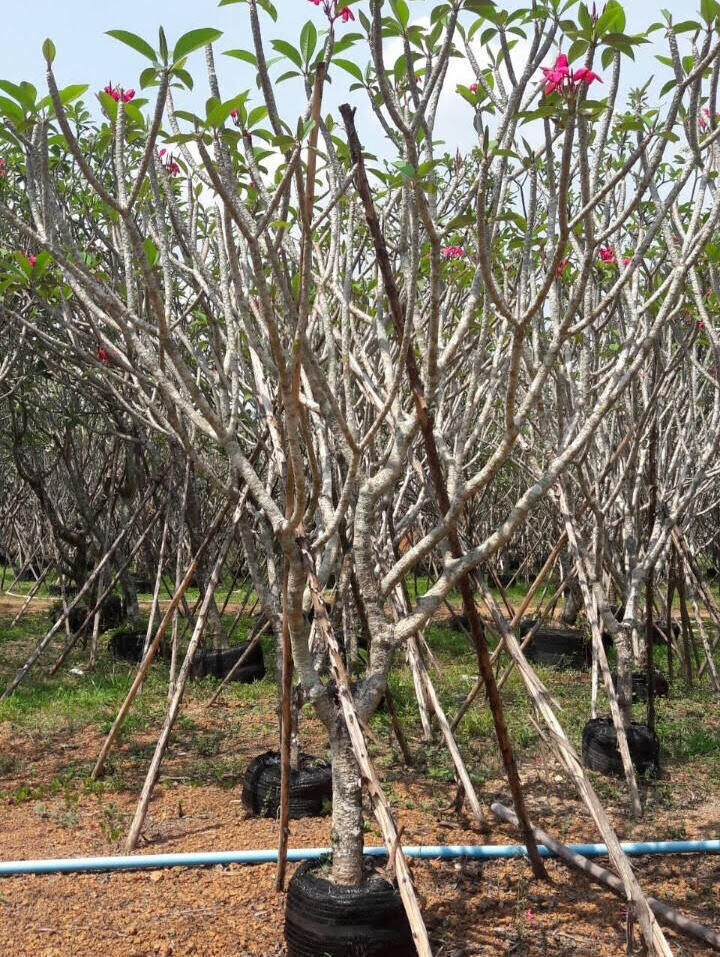 Singapore Plumeria obtusa loading from thailand nusery