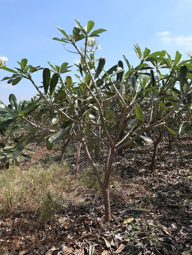 Plumeria obtusa for landscape in dubai exporting quality to bahrain ship to qatar