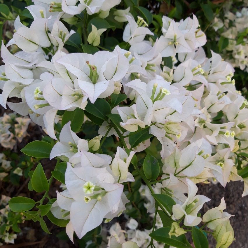 Bougainvilleas white shae from thailand nursery