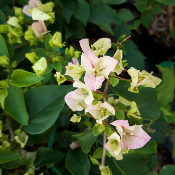 Dwarf Bougainvillea pink and white color thailand graft bougainvilleas