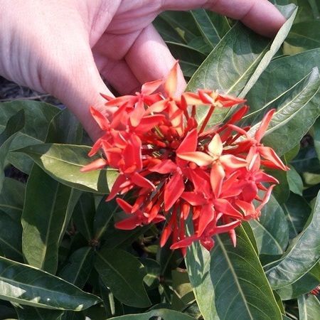 Ixora export quality to landscape