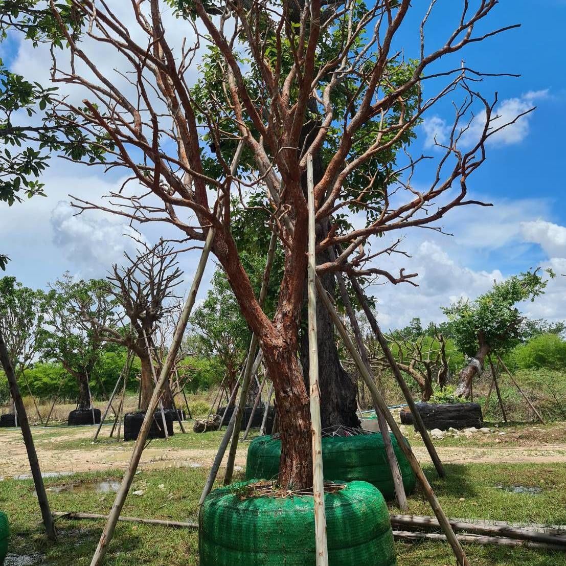 Syzygium gratum export tree to landscape big tree to singapore