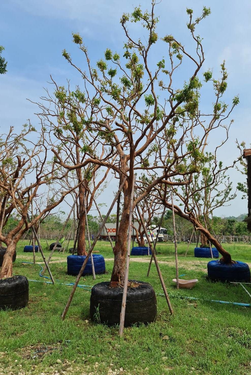 Syzygium gratum tree exporter thailand to qatar and singapore