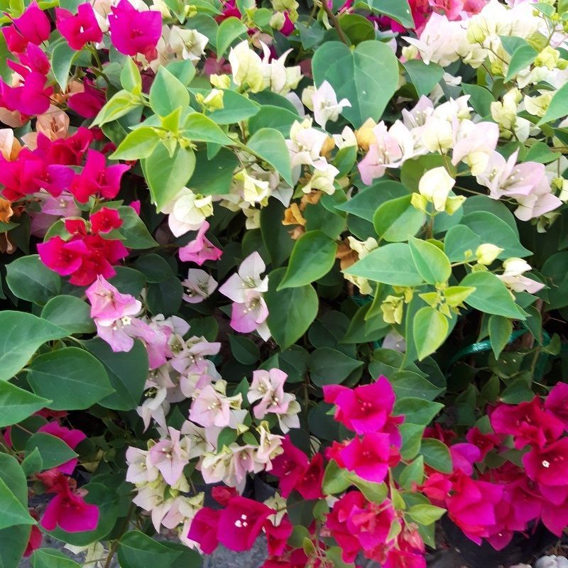 Bougainvillea best quality supply to dubai, thailand bougainvilles tri color graft bougainvilleas