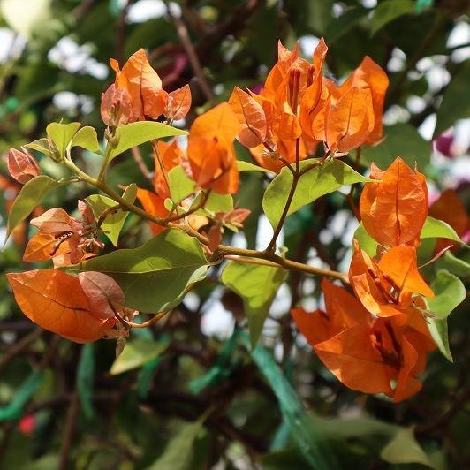 Nursery bougainvillea from thailand We plant bougainvillea on an area of ​​over 20 rai, not far from Bangkok orange color bougainvillea