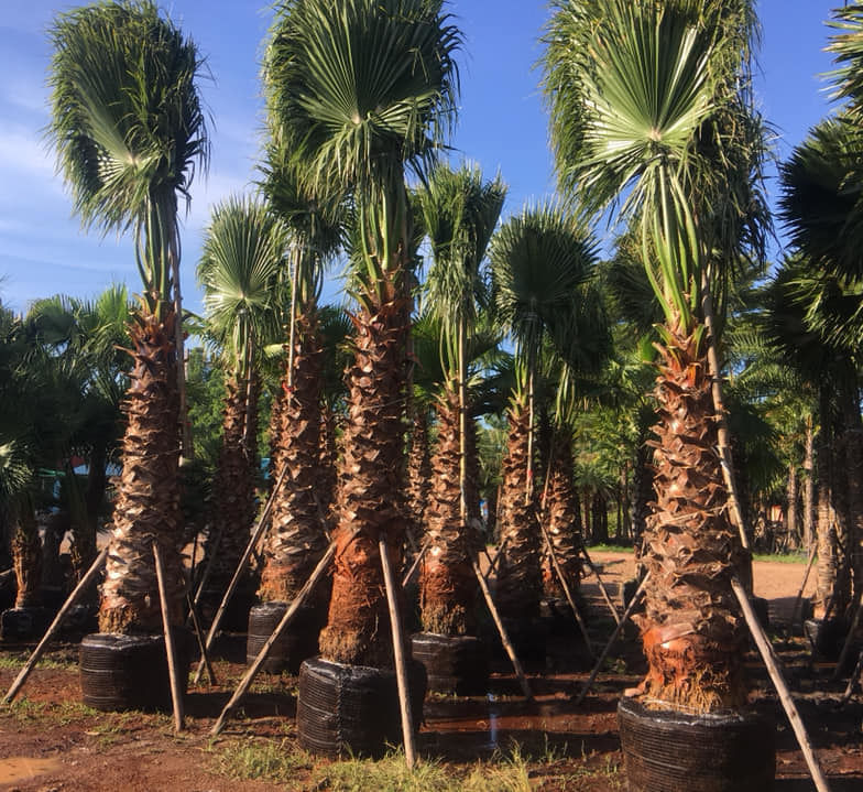 washingtonia robusta