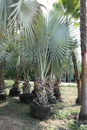 Bismarckia nobilis palm silver exporter