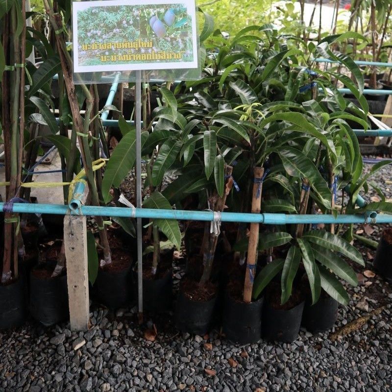 Thai mango fruit trees 