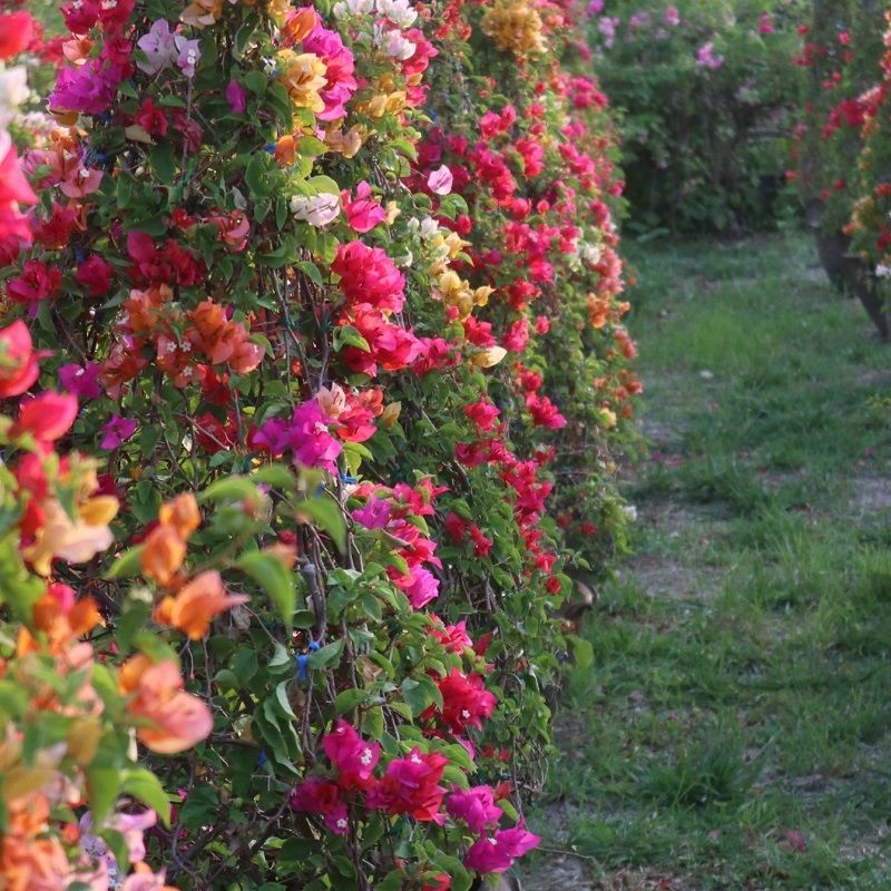 We plant bougainvillea on an area of ​​over 20 rai, not far from Bangkok, thailand bougainvillea colorfull