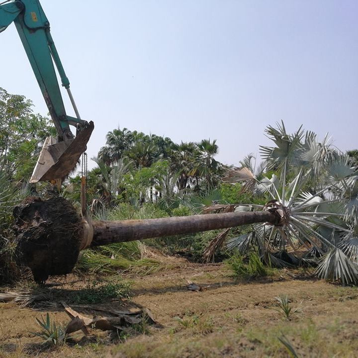 We dug the palm from the ground and surrounded it when ready to load it into the container.