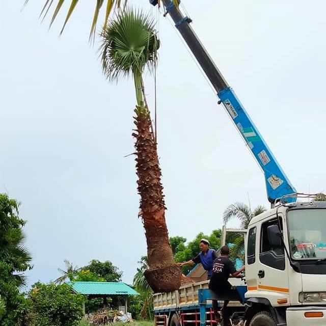 loading palm from thailand to dubai thai washingtonia filifera we loading palm to vietnam kuwait pakistan