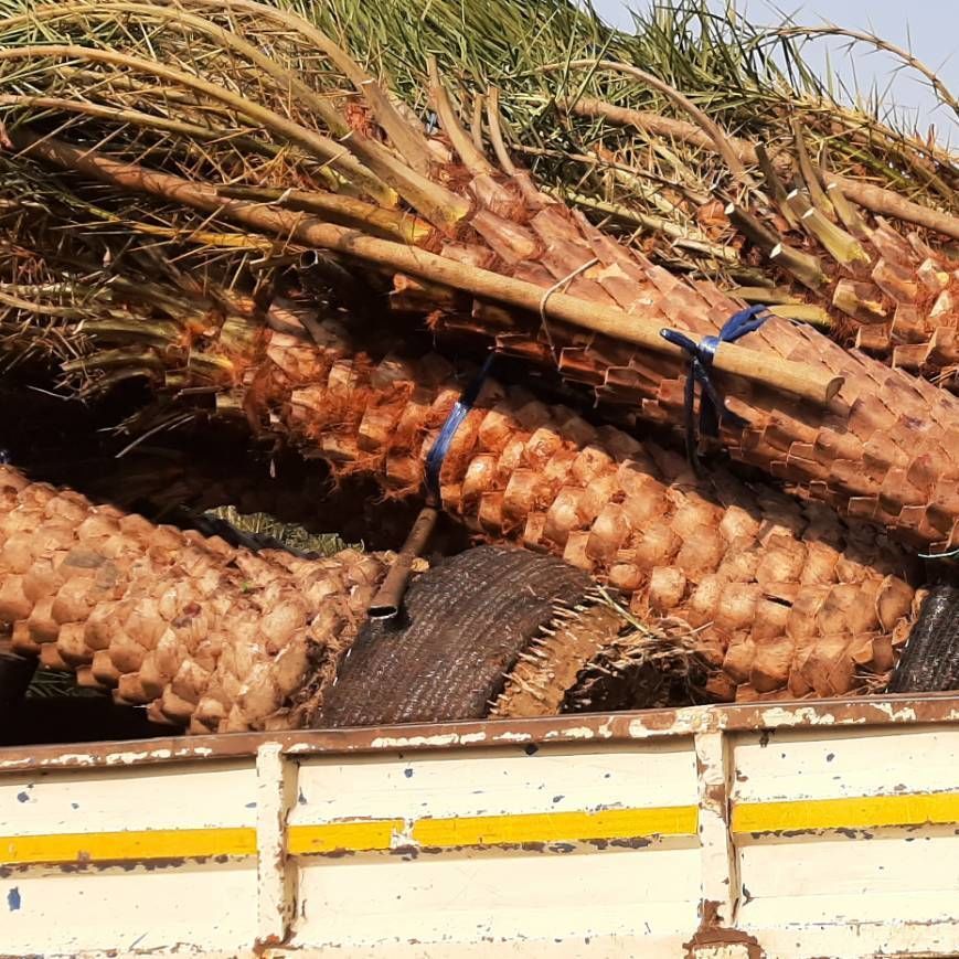 Phoenix dactylifera date palm from thailand