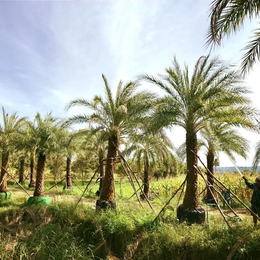 Date palm exporter from thailand nursery 