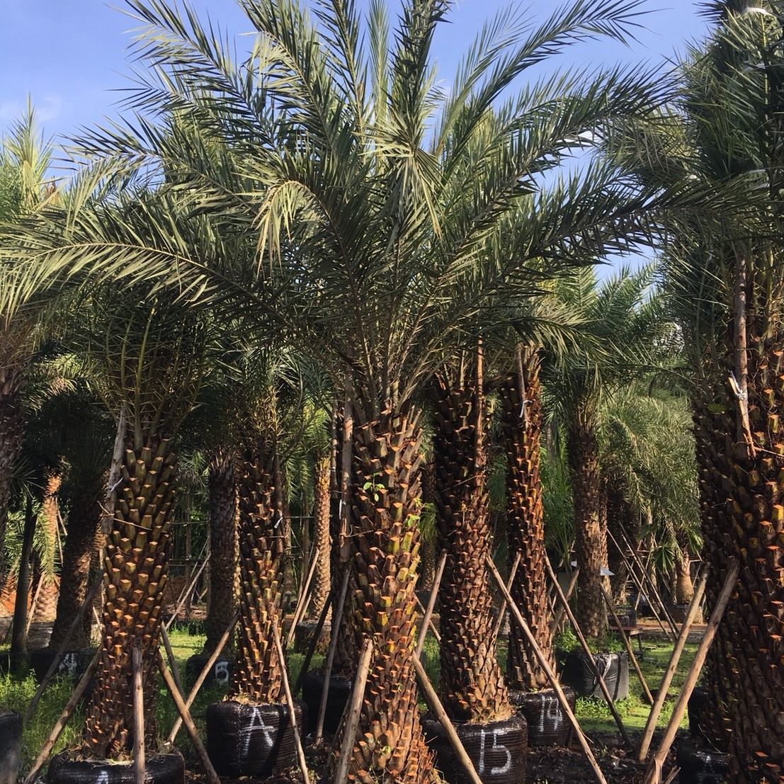 Thai phoenix dactylifera date palm exporter