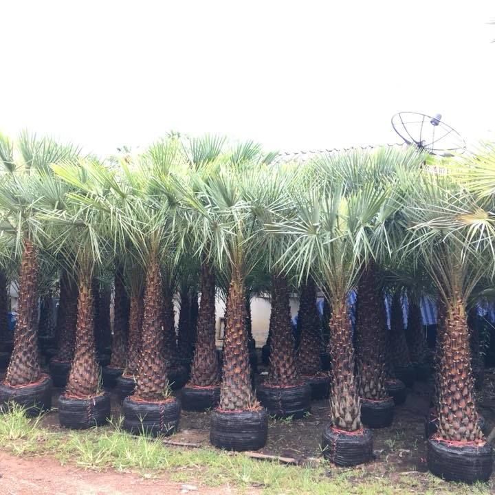 Wax palms are most commonly planted in public places. They are usually planted in rows at a distance of 2-3 meters or planted in groups. same distance It will be a group of palm wax. that is unique an