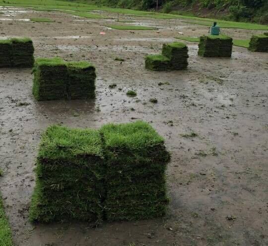 Zoysia matrella exporting to korea