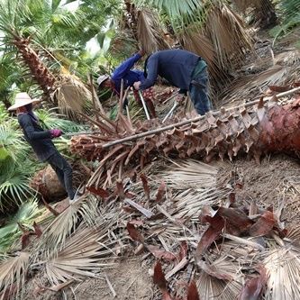 ์ีnursery washingtonia from thailand ship to spain